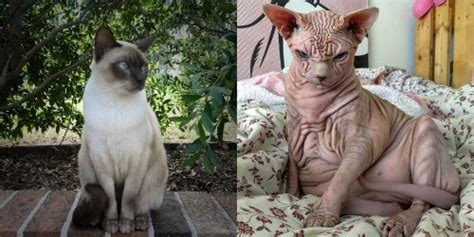 Tonkinese Vs Sphynx Breed Comparison Mycatbreeds