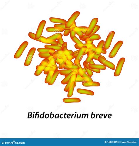 Bifidobacteria Bifidobacterium Infantis Probiotic Lactobacillus