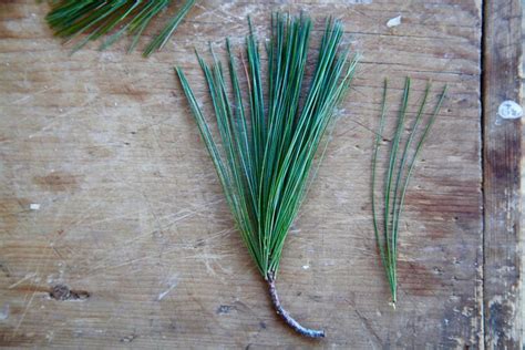 Organic Fresh Picked White Pine Needles Wild Harvested Etsy