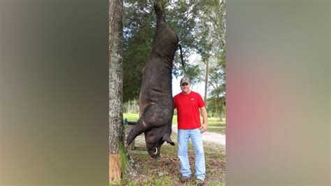 Giant Wild Boar Shot Dead In Alabama Mans Backyard — Rt Viral