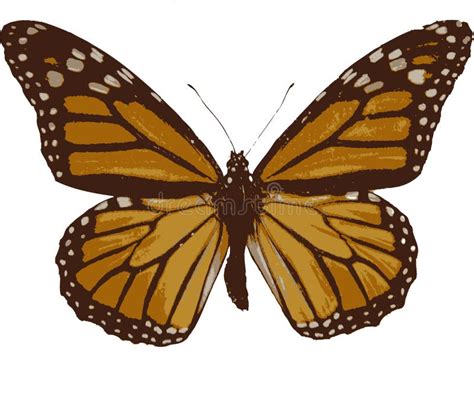 Tigre Orientale Swallowtail Illustrazione Di Stock Illustrazione Di
