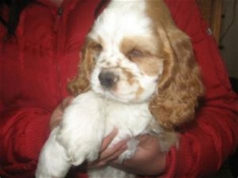 It's free to post an ad. Cocker Spaniel puppies for sale