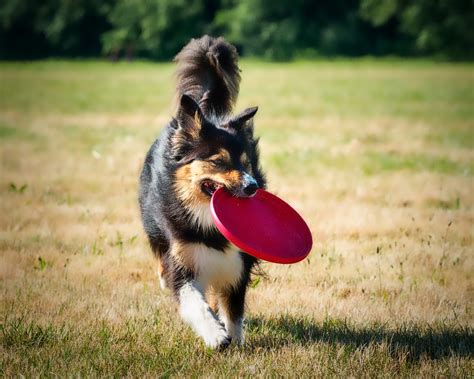 7 Best Dog Frisbees Munopets
