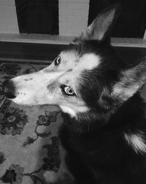 This Is My Headshot Im A Diva Black And White Husky With Blue Eyes