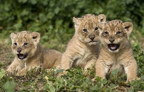 Cute Lion Cubs Lion Cubs Photo 36185724 Fanpop
