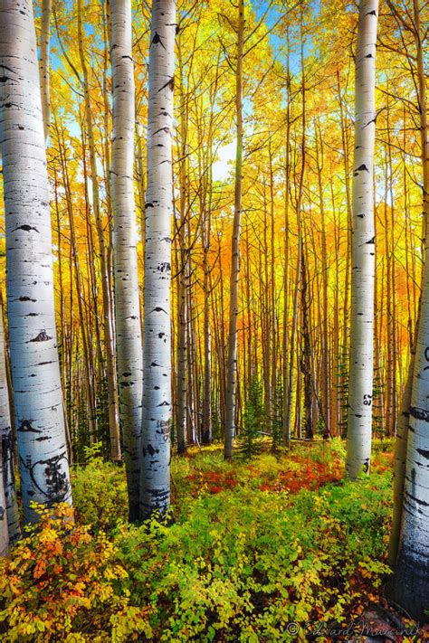 Have you ever been to this idaho landmark? aspen tree on Tumblr