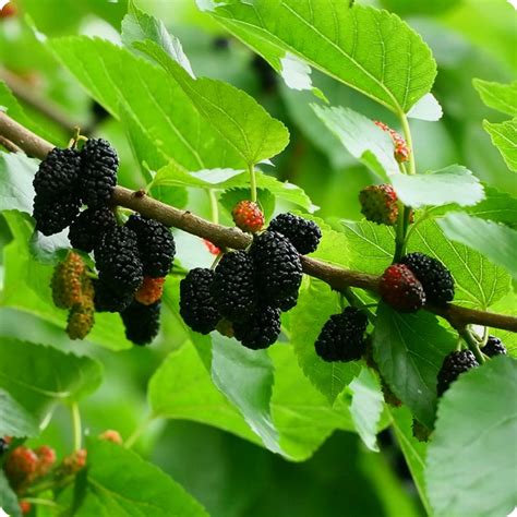 Mulberry Seeds - Black Mulberry - Heirloom Untreated NON-GMO From Canada