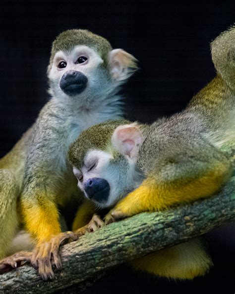 Squirrel Monkey | Reid Park Zoo