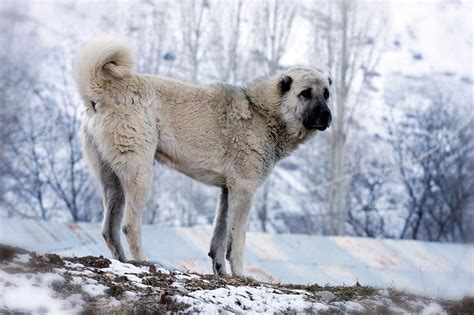 These dogs are the biggest dog in the turkey. Kangal Dog Breed » Everything About Kangal Dogs