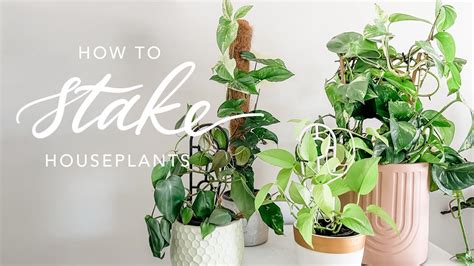 How I Stake My Houseplants Providing Growth Support On Vining Plants