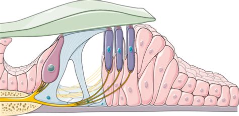 Organ Of Corti Astonishingceiyrs