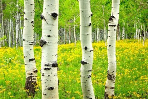 16 Best White Bark Trees Youll Want To Have For Landscaping Florgeous