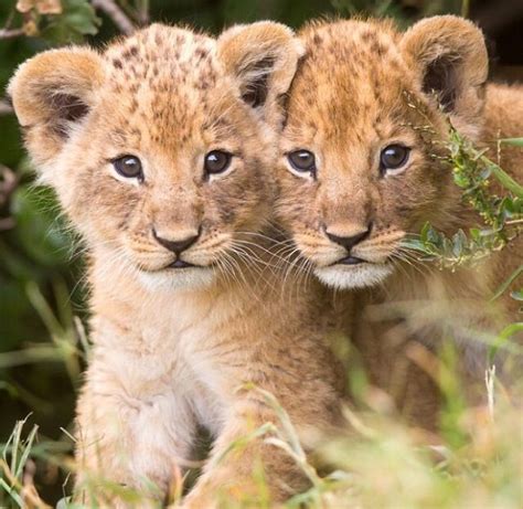 Twin Lion Cubs Too Cute Fluffies Baby Animals