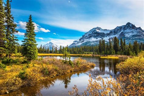 Pine Trees Reflected In The Lake Stock Image Image Of Green Autumn