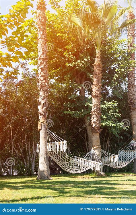 Hammock On The Palm Trees In A Hotel Stock Image Image Of Sand Beach