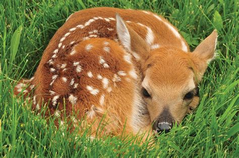 A Fawn That Appears Abandoned Is Awaiting Its Mother Leave It Alone