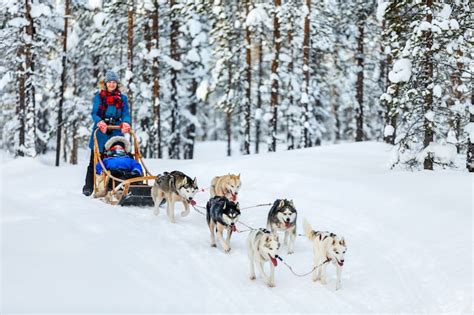 Dog Sledding In Rovaniemi Husky Tours Tips And More