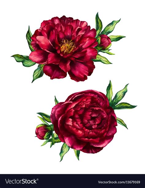 Set Of Watercolor Red Peonies Bouquets Royalty Free Vector