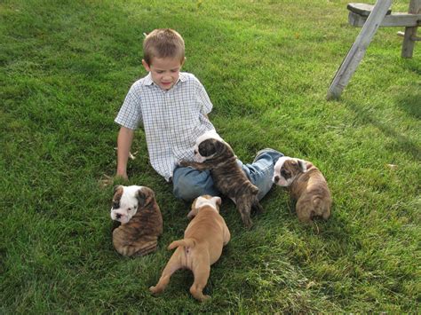 We salute all the caring english bulldog rescues for their endless passion and work. English Bulldog Puppies For Sale | New Holland, PA #211662