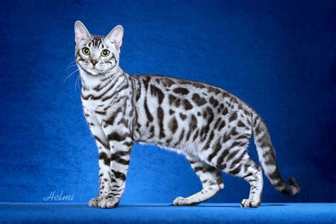 The bengal cat is a relatively new breed and was derived from crossing domestic cats with the leopard cat beginning in 1965. sheapuff - sheapuff