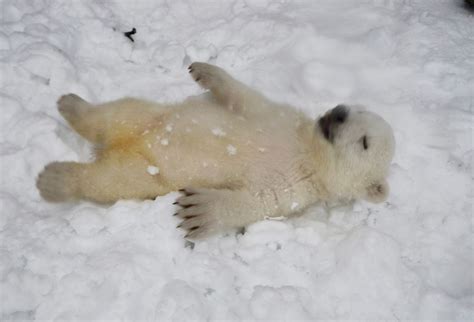 Watch Adorable Polar Bear Cub Experience Snow For The First Time At The