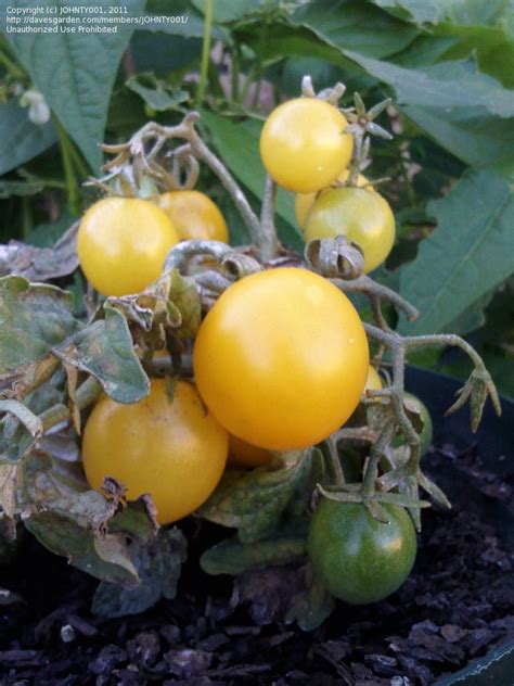 Plantfiles Pictures Tomato Yellow Canary Lycopersicon Lycopersicum