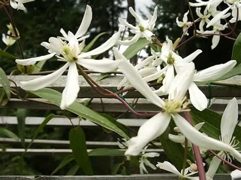 Compare prices & read reviews. Evergreen Clematis vines, How to grow and care for ...