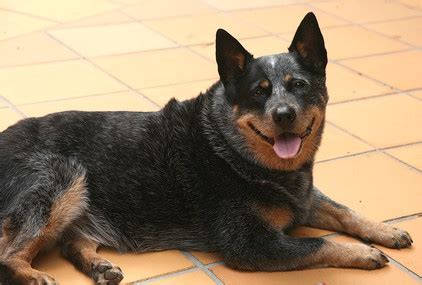 If cats can shed the virus, why aren't they infecting people, which is a theoretical possibility? Australian Cattle Dog Temperament: Do You Want To Know ...