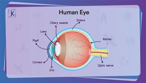 Human Eye Definition Diagram Structure Part And Functions