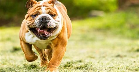 Top 10 Dumbest Dog Breeds Petguide