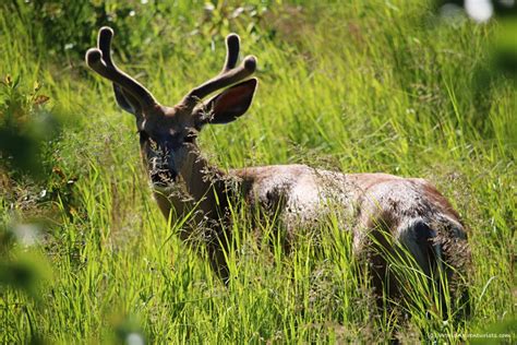 Discovering Wildlife At Elk Island National Park In Alberta World