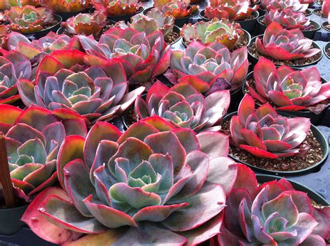 These natives to the mediterranean, canary islands, and madeira are known for their aromatic scent and spikes of purple flowers. Echeveria 'Morning Glow' | Succulents | Pinterest ...