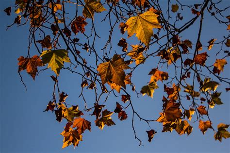 Leaves Maple Branches Tree Hd Wallpaper Peakpx