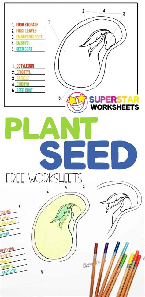 Parts Of A Seed Worksheets Superstar Worksheets