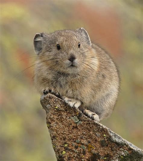 American Pika Known In The 19th Century As The Little Chief Hare