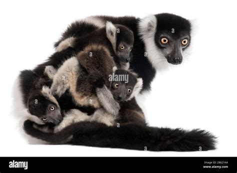 Black And White Ruffed Lemur Baby Hi Res Stock Photography And Images