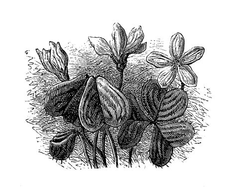 Digital Stamp Design Printable Wildflower Antique Illustrations