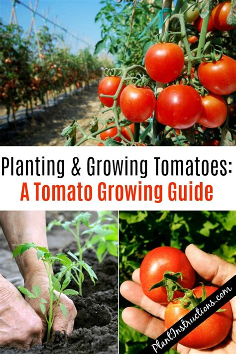 How To Grow Tomatoes Tomato Growing Tips Plant