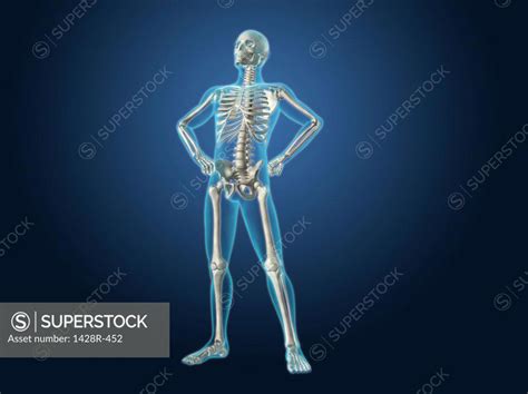 X Ray View Of A Human Skeleton Posing Superstock