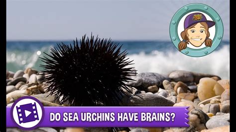 Exceptions are earthworms, copepods, and some crustacean nerves, but myelin and. Animal Jam - Ask Tierney: Do sea urchins have brains ...