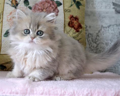 british longhair cat belle ayr cats