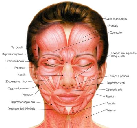 Human Facial Muscle Diagram
