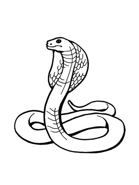 Rainforest Snakes Coloringpages Picture Biological