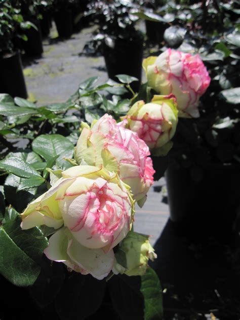 Rosa Biedermeier Zwergrose Tantau Rose