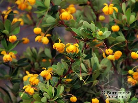 Berberis Buxifolia Pygmaea