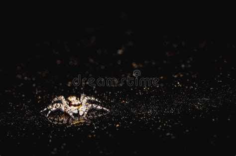Jumping Spider On The Spotlight Stock Image Image Of Closeup Light