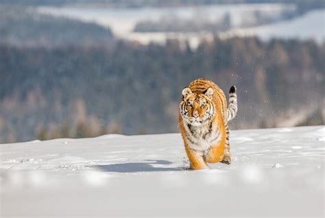 Колико је реално да човек у Русији сретне тигра Russia Beyond Србија