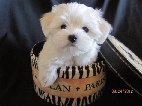 Maltese Puppies Males Akc Limited Baby Doll Faces Champion Bloodlines