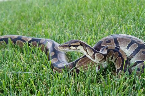 See full list on thesprucepets.com How Big Do Ball Pythons Get (And How Long Does it Take for ...