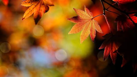 Fall Background ·① Download Free Stunning Full Hd